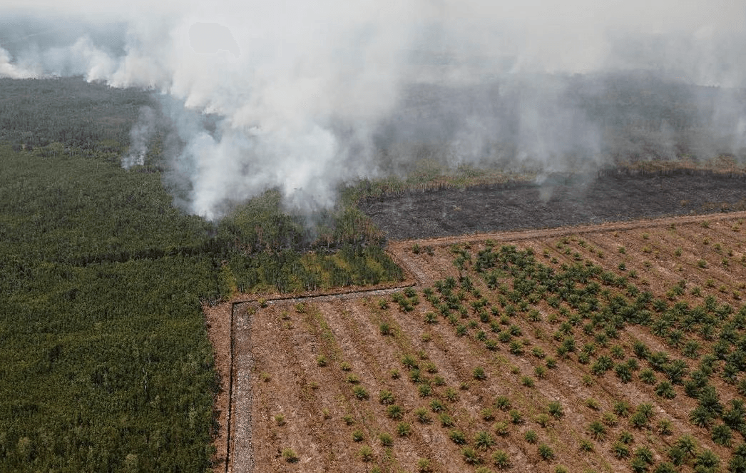 Banjir Sumatera Perkuat Sorotan ke Sawit: Ahli Tegaskan Fungsi Hutan Tidak Bisa Diganti