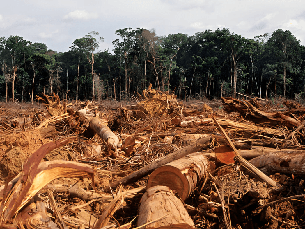 Indonesia Harus Bergerak Cepat: Deforestasi Kalimantan–Papua Mengancam Keamanan Nasional