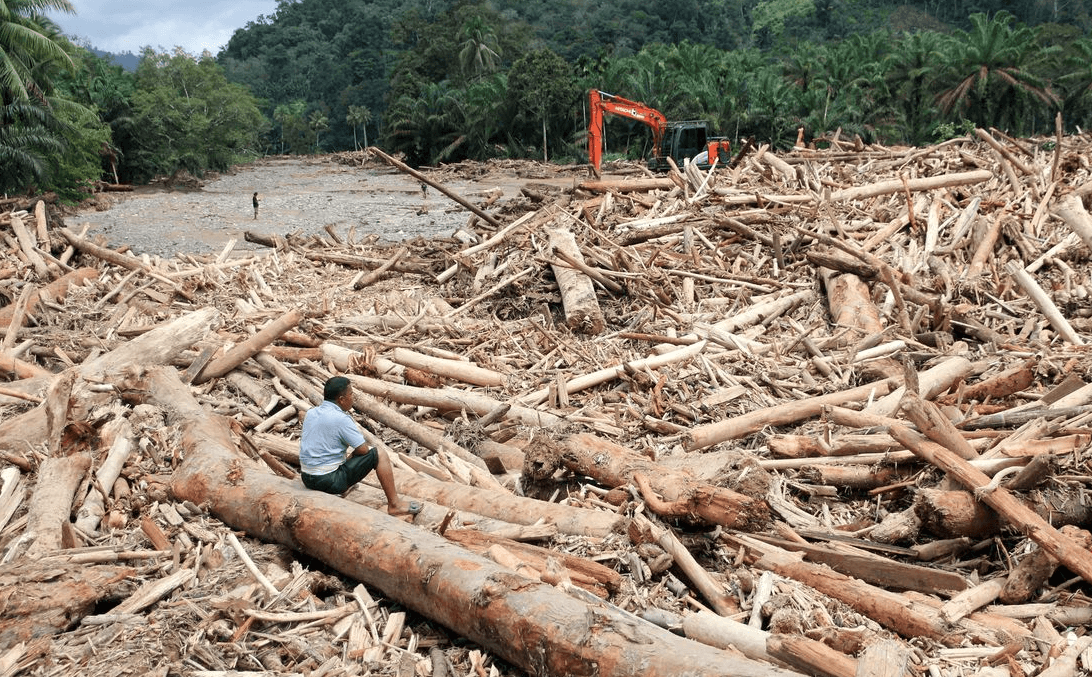 Kayu Gelondongan Sumut: Ujian Ketegasan Negara Menjaga Hutan dan Kedaulatan Ekologis