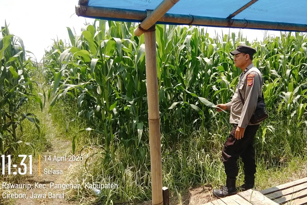 Monitoring Jagung Pipil Cirebon, Polisi Cegah Gangguan Sejak Dini