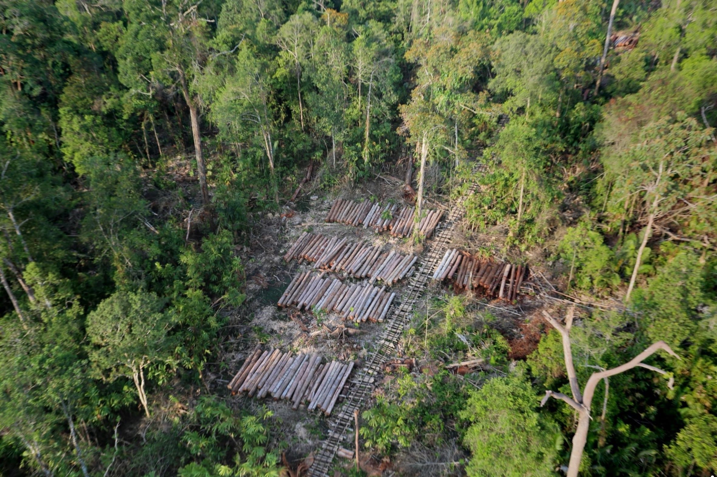 Negara Tegas Cabut Izin 28 Perusahaan Perusak Hutan