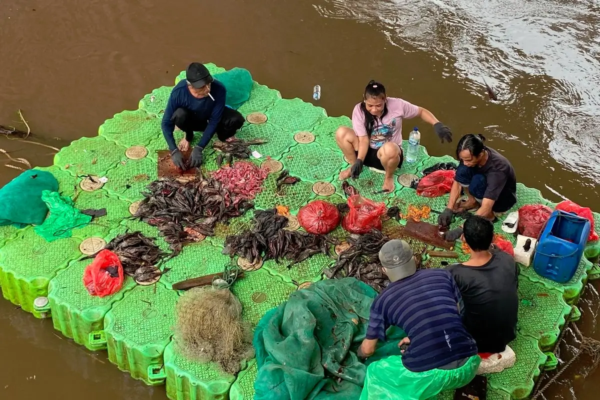 Penangkapan Ikan Sapu-Sapu di Kali Cideng Ungkap Ancaman Lingkungan