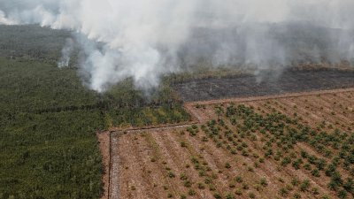 Banjir Sumatera Perkuat Sorotan ke Sawit: Ahli Tegaskan Fungsi Hutan Tidak Bisa Diganti