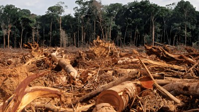 Indonesia Harus Bergerak Cepat: Deforestasi Kalimantan–Papua Mengancam Keamanan Nasional