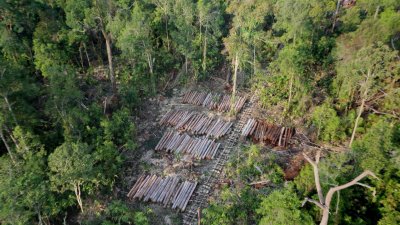 Negara Tegas Cabut Izin 28 Perusahaan Perusak Hutan