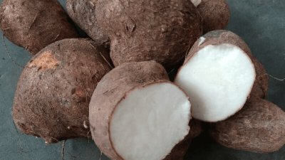 Uwi Jadi Penyangga Strategis Ketahanan Pangan Nasional